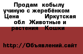 Продам  кобылу  учиную с жеребёнком  › Цена ­ 60 000 - Иркутская обл. Животные и растения » Кошки   